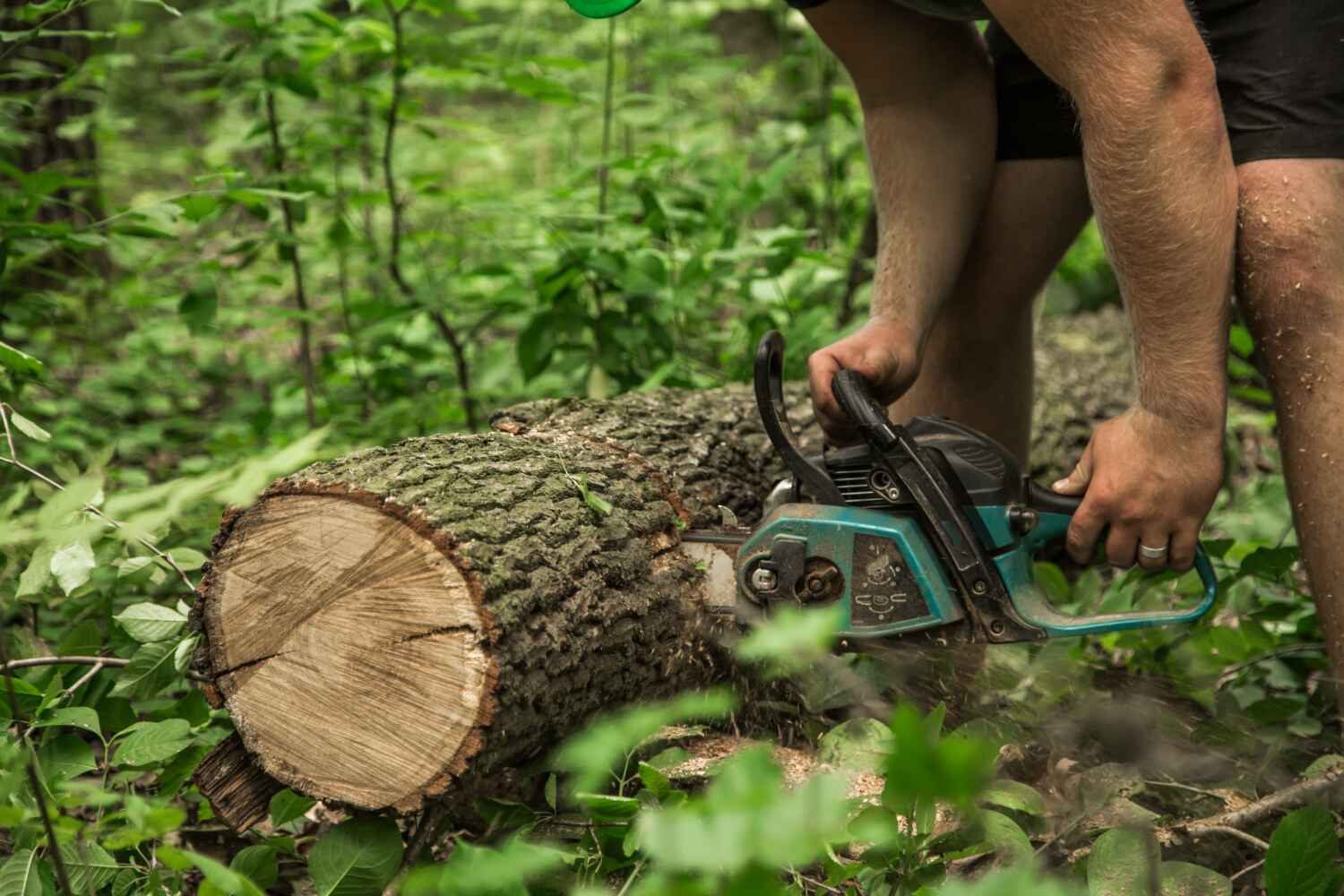 Tree Root Removal in Lamar, CO